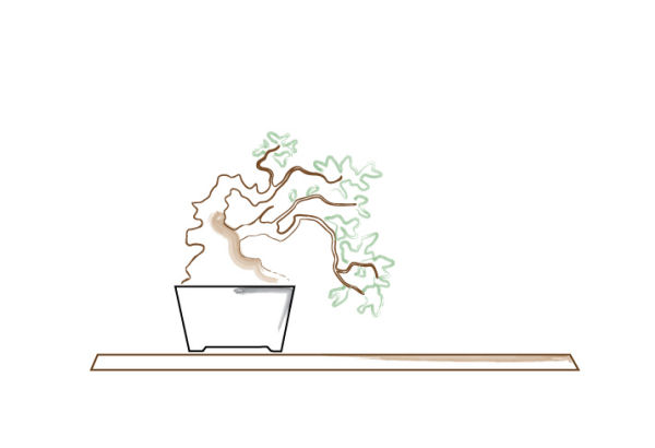 bonsai